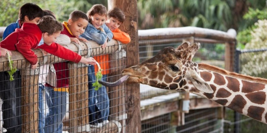 a geraffe eating a leaf that a child is holding
